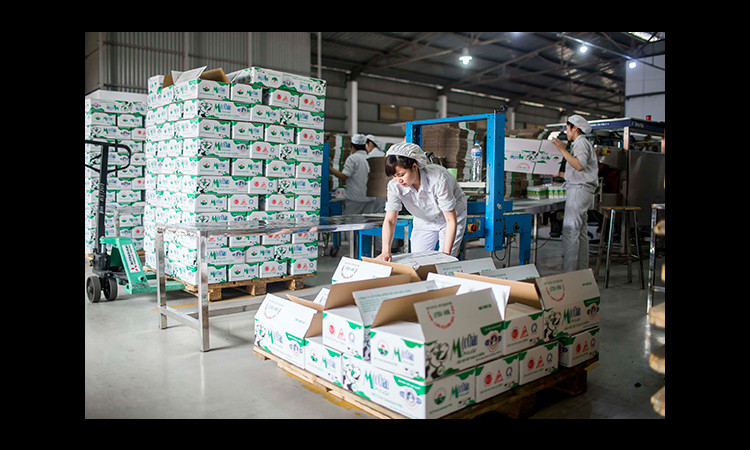 Kỷ niệm 60 năm thành lập, Mộc Châu Milk ra mắt sản phẩm sữa tươi tiệt trùng Chuối 